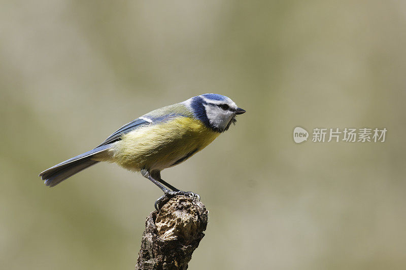 Bluetit (Parus山雀)